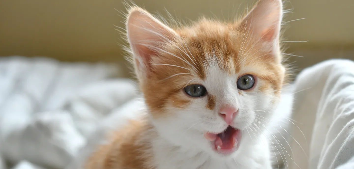 TEST_Test_Test